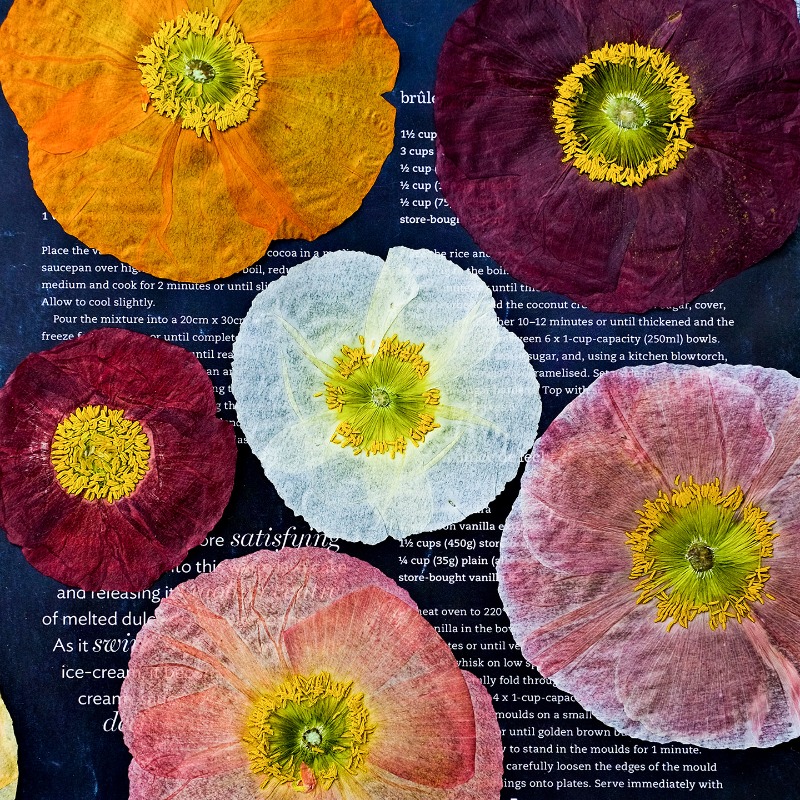Art Y Craft - 1pcs,Nature Field Poppy Pressed Dry Flowers