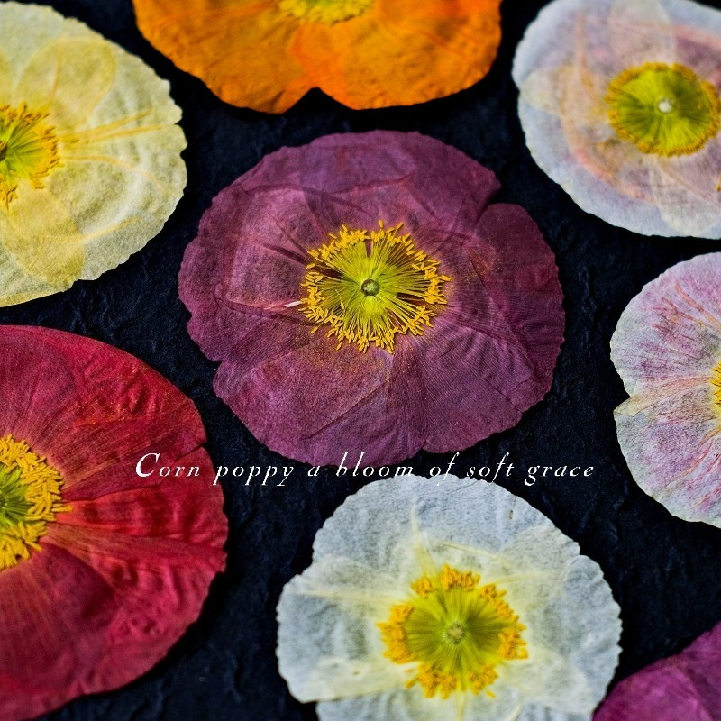 1pcs,Nature Field Poppy Presse - Art Y Craft avis et prix