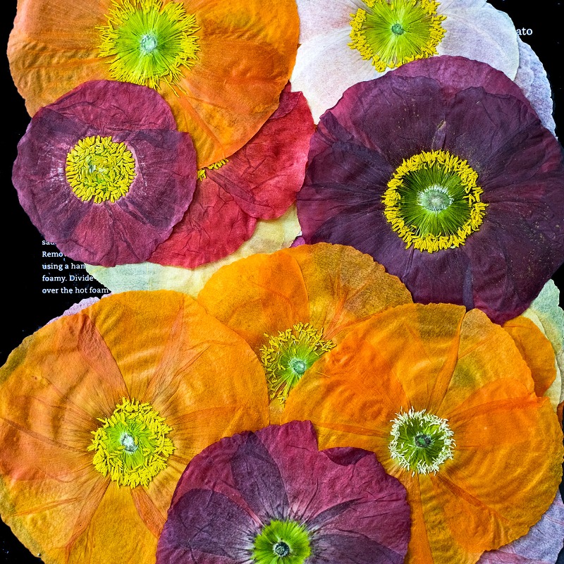 1pcs,Nature Field Poppy Presse - Art Y Craft avis et prix