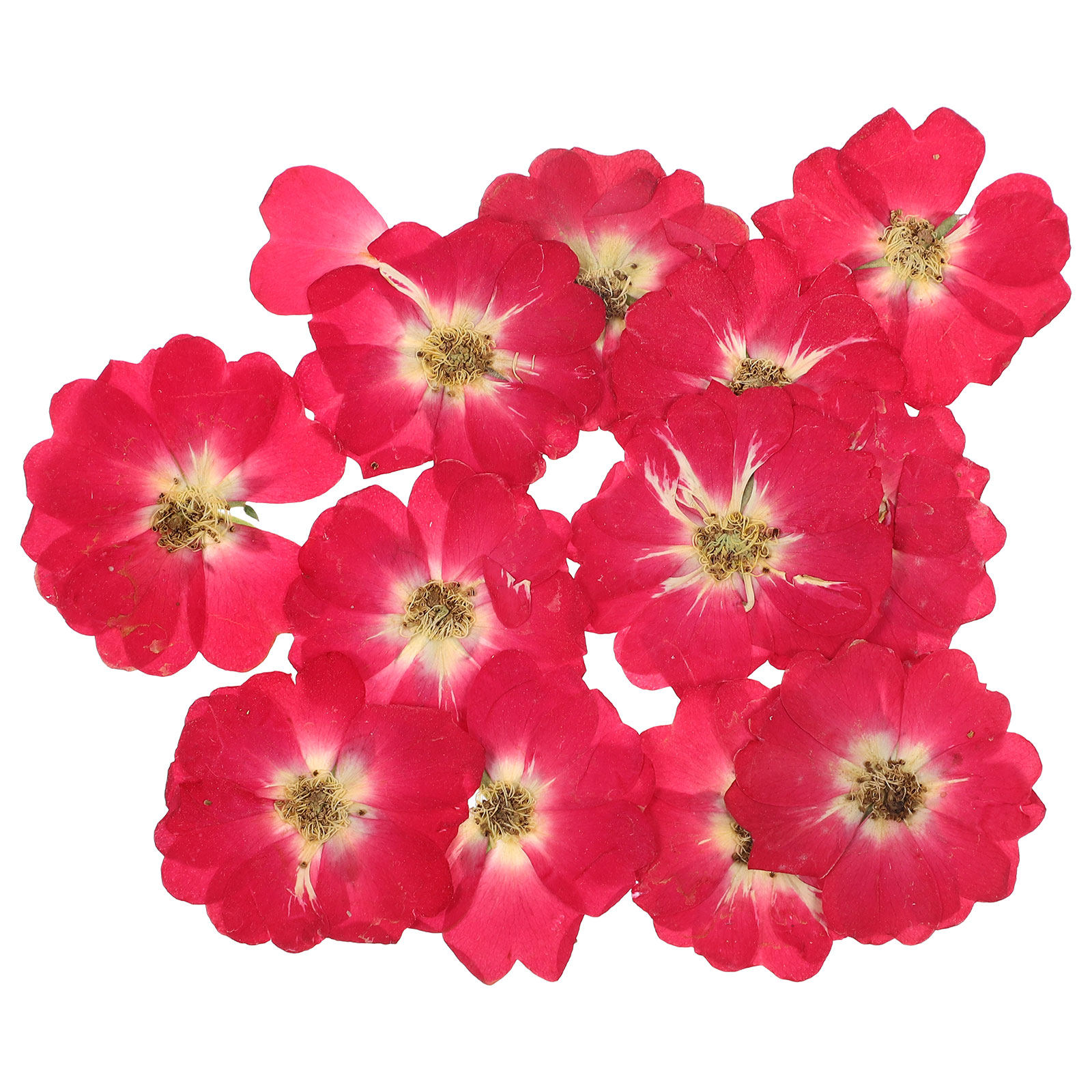 12Pcs Natural Dried Rose Press - Art Craft Resin avis et prix