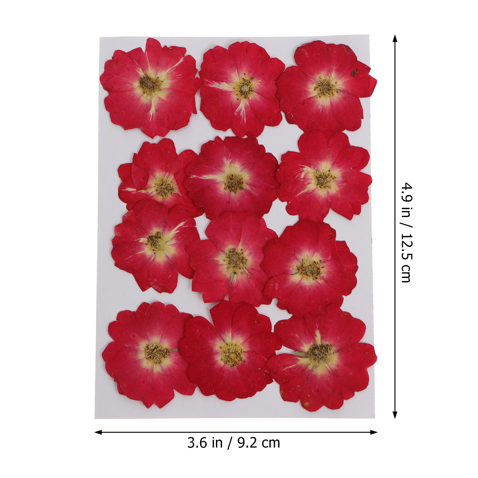 12Pcs Natural Dried Rose Press - Art Craft Resin avis et prix